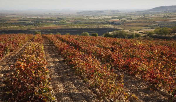 viñedos